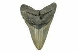 Fossil Megalodon Tooth - North Carolina #272801-1